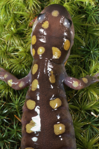 Spotted Salamander (Ambystoma maculatum). Credit: Jack Ray
